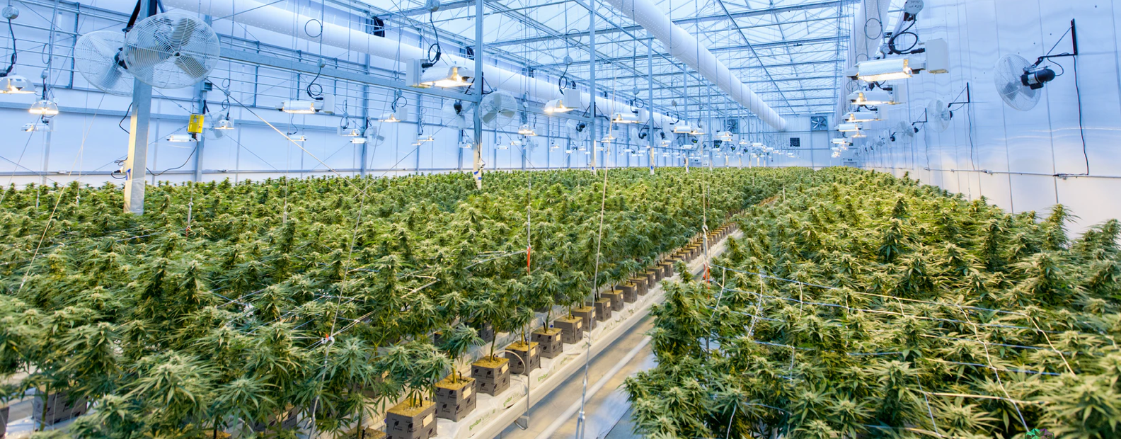 Overview of the cannabis industry and ways to invest in it